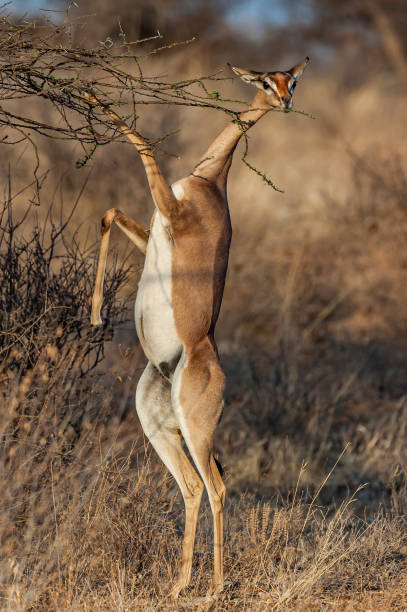The gerenuk, Litocranius walleri, is a long-necked species of antelope. Samburu National Reserve, Kenya. Feeding in a spiny acacia tree while standing on hind legs. el gerenuk (litocranius walleri) es una especie de antílope de la familia litocranius de la familia litocranidae. reserva nacional samburu, kenia. alimentándose en un árbol de acacia espinosa mientras está de pie sobre las patas traseras.