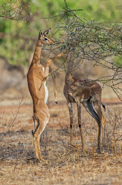 The gerenuk, Litocranius walleri, is a long-necked species of antelope. Samburu National Reserve, Kenya. Feeding in a spiny acacia tree while standing on hind legs. el gerenuk (litocranius walleri) es una especie de antílope de la familia litocranius de la familia litocranidae. reserva nacional samburu, kenia. alimentándose en un árbol de acacia espinosa mientras está de pie sobre las patas traseras.