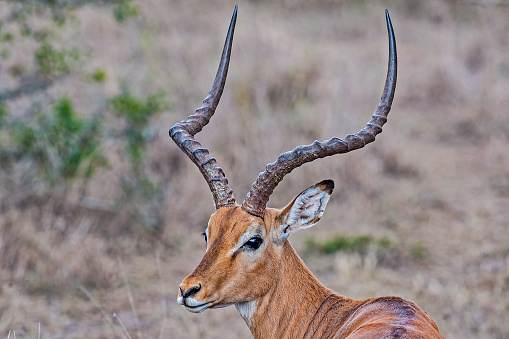 The impala or rooibok (Aepyceros melampus) is a medium-sized antelope found in eastern and southern Africa.  Samburu National Reserve, Kenya. Male.