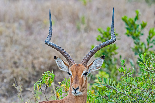 The impala or rooibok (Aepyceros melampus) is a medium-sized antelope found in eastern and southern Africa.  Samburu National Reserve, Kenya. Male.