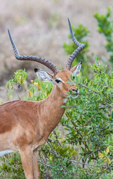 istock The impala or rooibok (Aepyceros melampus) is a medium-sized antelope found in eastern and southern Africa.  Samburu National Reserve, Kenya. Male. 1439084480