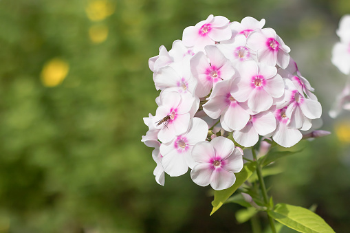 Flowering branch of a light perennial tall phlox bush in a summer garden.