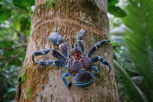 The kaveo or coconut crab isn’t a crab but the biggest arthropod. You can find it in the Tuamotu’s islands and in particularly on Makatea.