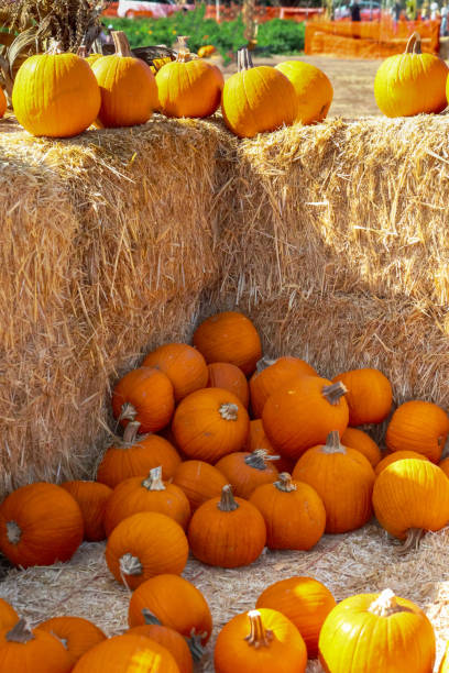 istock Variety of pumpkins on display in fall 1439088233