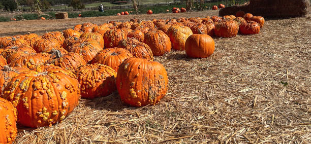 istock Variety of pumpkins on display in fall 1439088279
