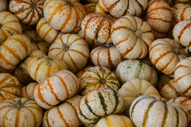 istock Miniature pumpkin and gourdes for fall display 1439088309