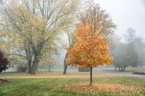 On a foggy, early November morning, a young maple tree is shedding its yellow, orange and red autumn leaves in this quiet suburban residential district neighborhood.