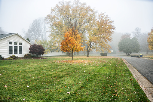 Young maple tree giving up its multi colored autumn leaves like all the other trees on a quiet, foggy, November early morning in a suburban residential district neighborhood home front yard near Rochester, New York State.