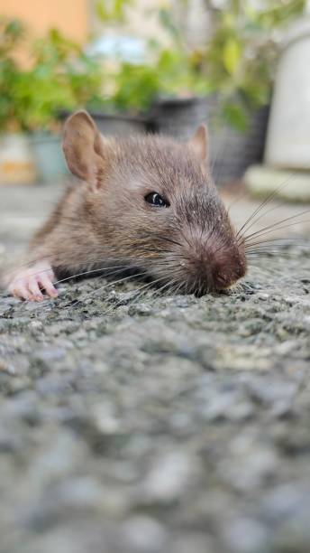 istock close-up photo of rat 1439091473