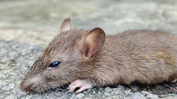 istock close-up photo of rat 1439091548