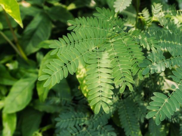 istock green leaves in the sun 1439095562