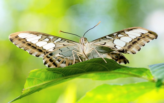 Butterfly spreading wings on leaf - animal behavior.