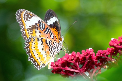 Image of a Gulf Fritillary, Agraulis vanillae, butterfly shown feeding on rlantana flower.