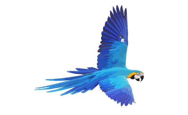 ilustrações, clipart, desenhos animados e ícones de papagaio - arara azul