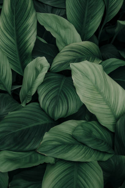 Green leaf surface, abstract background, natural pattern, tropical leaves, dark leaves