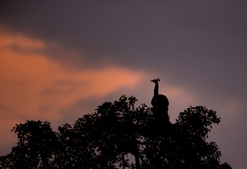 Artistic silhouette image shot of peacock. Shot in keoladeo bird sanctuary, bharatpur, India