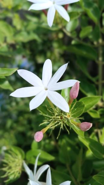 istock A cute little paper flower in Indian language 1439103174