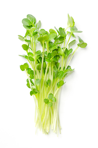 Bunch of daikon radish microgreens. Fresh and ready-to-eat seedlings, shoots and young plants of the spicy Japanese radish or also true daikon, Raphanus sativus. Close up from above, macro food photo.