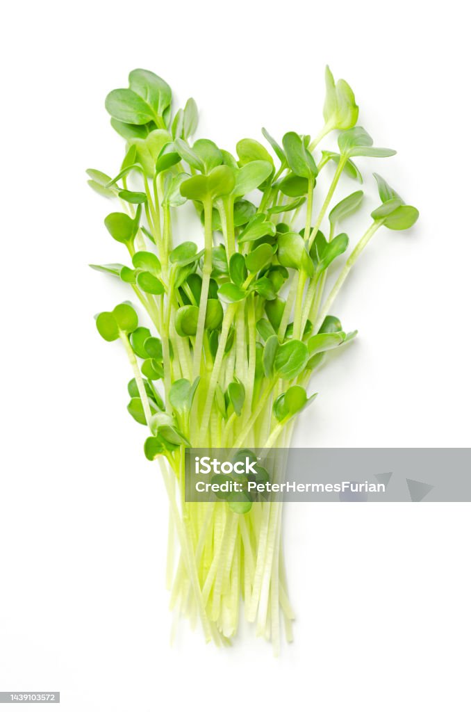 Bunch of daikon radish microgreens, spicy Japanese radish or also true daikon Bunch of daikon radish microgreens. Fresh and ready-to-eat seedlings, shoots and young plants of the spicy Japanese radish or also true daikon, Raphanus sativus. Close up from above, macro food photo. Radish Stock Photo