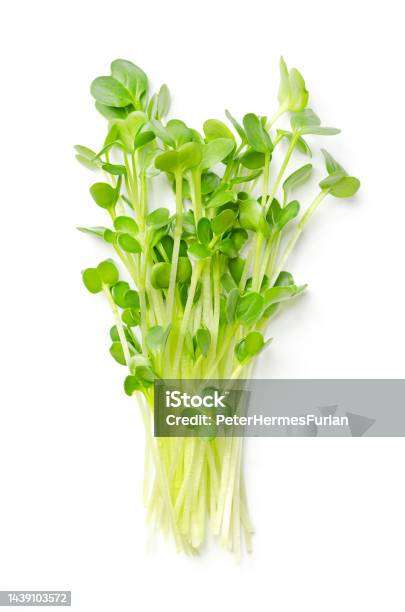 Bunch Of Daikon Radish Microgreens Spicy Japanese Radish Or Also True Daikon Stock Photo - Download Image Now