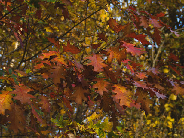 istock oak leaves, brown-red colors 1439104571
