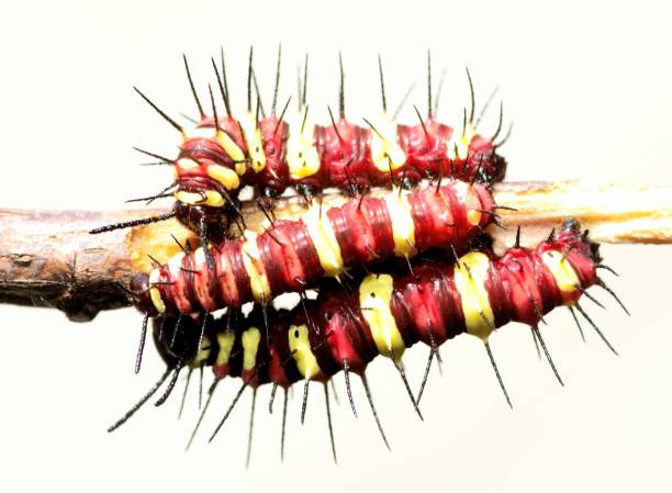 istock 3 caterpillars climbing branch - animal behavior. 1439106807