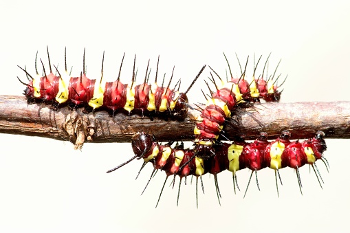 3 caterpillars climbing branch - animal behavior.