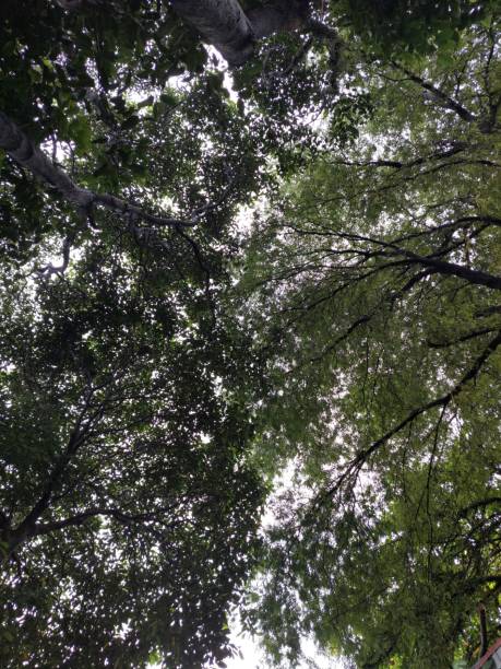 istock photo up to the tree top shot from below 1439107797
