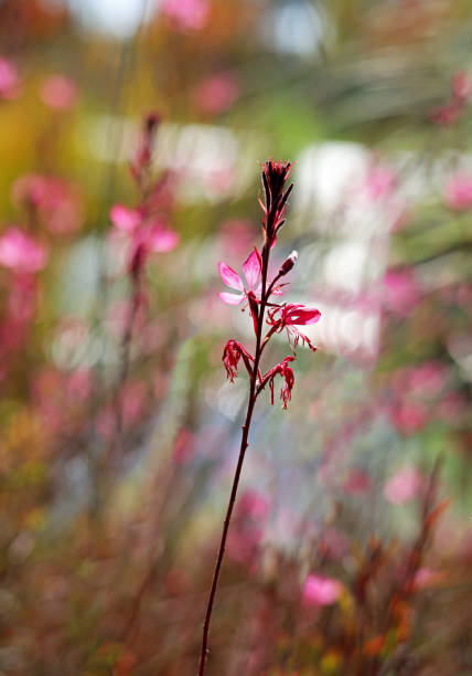 istock pink flowers in the garden 1439108316