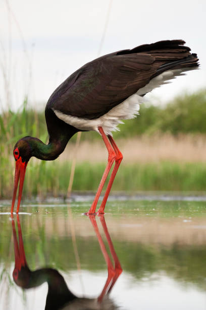 istock Zwarte Ooievaar, Black Stork, Ciconia nigra 1439109194