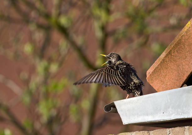 istock Spreeuw, Common Starling, Sturnus vulgaris 1439109358