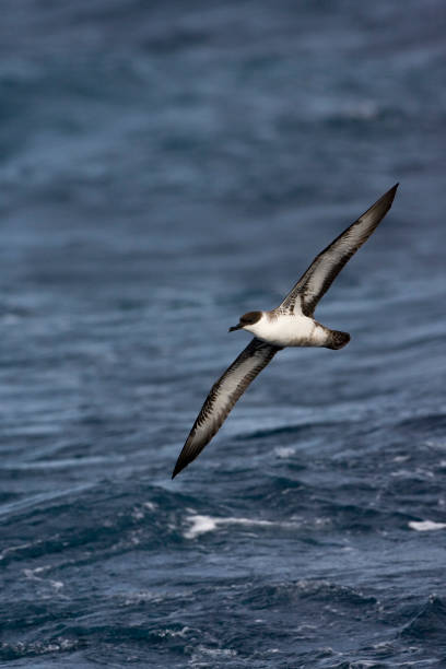 istock Great Shearwater, Grote Pijlstormvogel, Puffinus gravis 1439109503