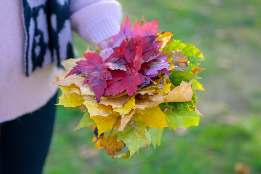 Close-up of colorful autumn leaves held by a woman's hand