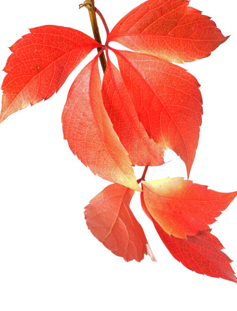 istock close-up red autumn leaf isolated on white background 1439110910