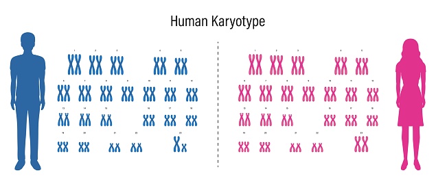 Human karyotype. Autosome and Sex chromosome. Male and Female.