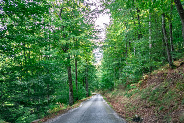 istock Mythological Path of Mount Hozarco. Cantabria. Spain. 1439114299