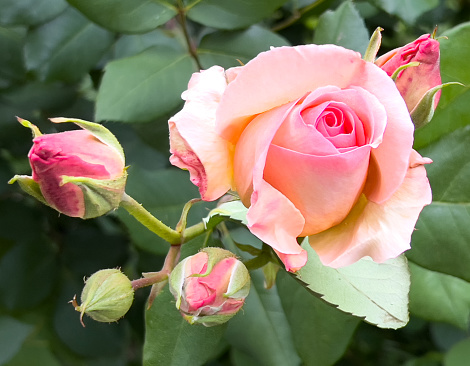 Branch with two pink and peach roses climbing the stem, leaves and buds isolated on white background with a clipping path.