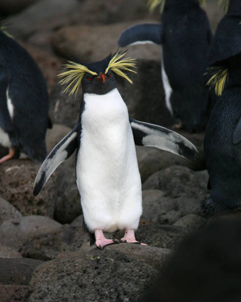 istock Northern Rockhopper Penguin, Eudyptes moseleyi 1439115564