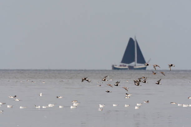 Bonte Strandlopers en Zilverplezieren vliegend; Dunlin and Grey Plovers flying