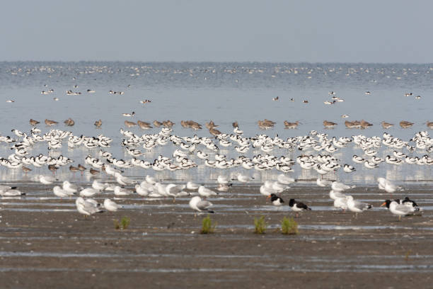istock Vogels op Waddenzee, Birds at Wadden Sea 1439115617