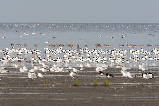 Grote groepen vogels in Westhoek; Bird flocks at Westhoek