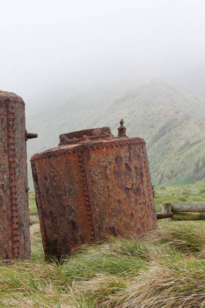 istock Macquarie island, subantarctic region, Australia 1439115681