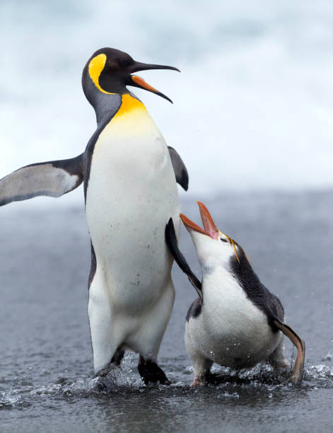 istock Royal Penguin and King Penguin 1439115709