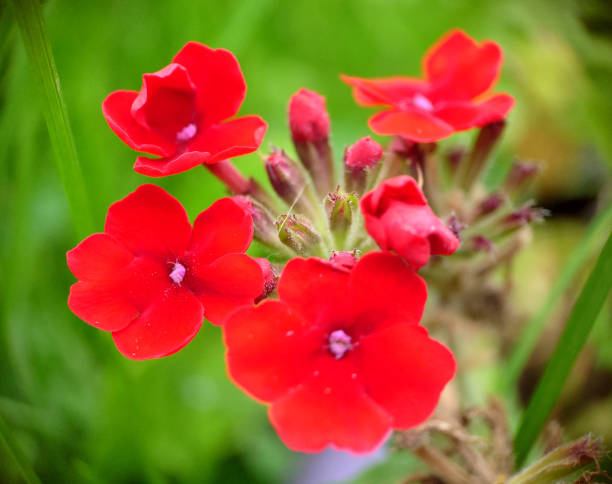 istock Red verbena on a grass background close-up 1439116824