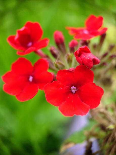 istock Red verbena flowers on a grass background selective focus 1439116873