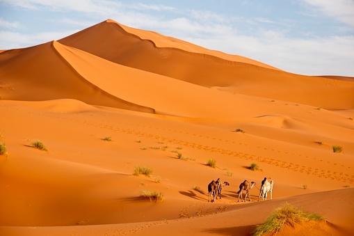 Anonymous guide leads camels with tourists riding into setting sun in Sahara desert. 