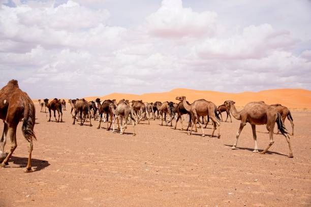 istock Wide angle shot of several camels on a desert under a clouded sky 1439117827
