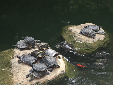 A closeup of the Red-eared sliders perched on the stones in a lake