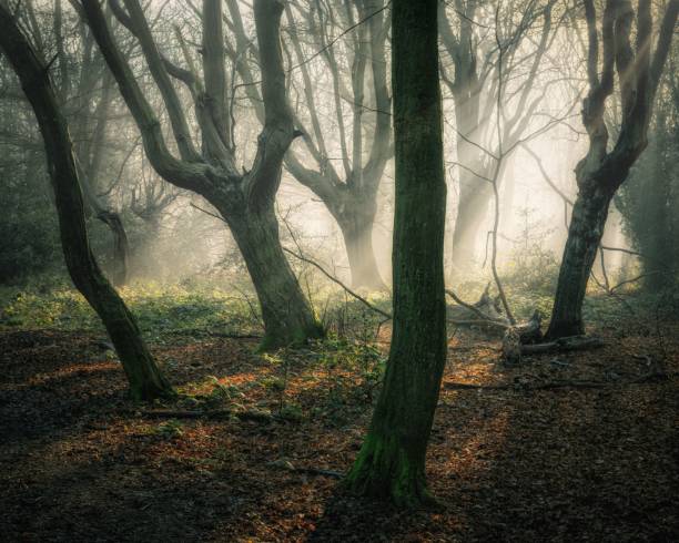 istock Mysterious foggy forest scenery 1439118681