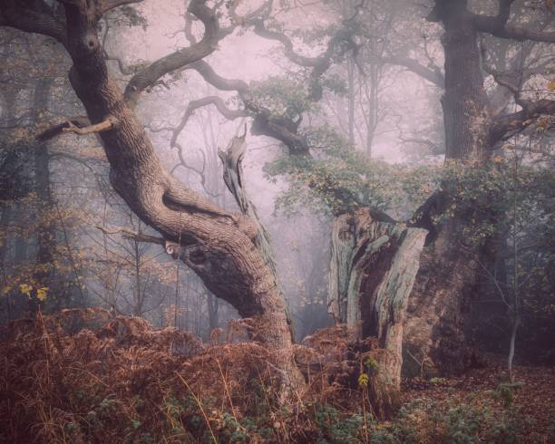 istock Mysterious forest scenery on a foggy day 1439118971